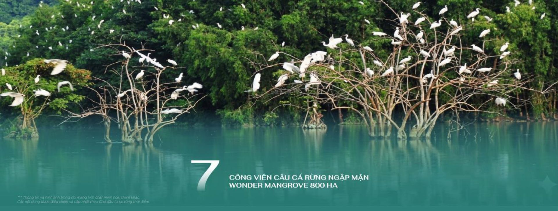 RỪNG NGẬP MẶN WONDER MANGROVE